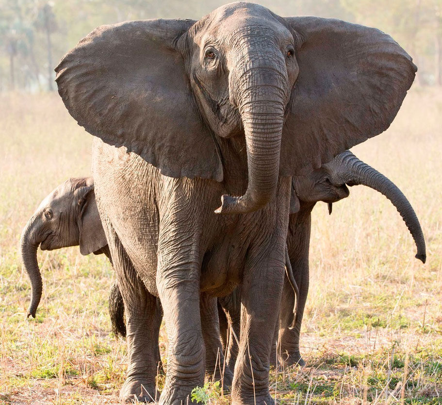 Elephants Missing Tusks